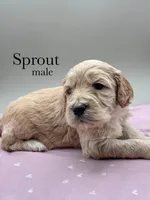 Sprout, a male Cockapoo for sale in Hickory, NC – Photo 2 of 4