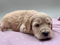 Sprout, a male Cockapoo for sale in Hickory, NC – Photo 4 of 4