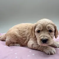 Sprout, a male Cockapoo for sale in Hickory, NC – Photo 3 of 4