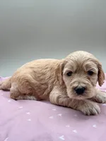 Sprout, a male Cockapoo for sale in Hickory, NC – Photo 3 of 4