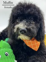 Muffin, a female Aussiedoodle and Bernedoodle for sale in Hickory, NC – 2 of 10