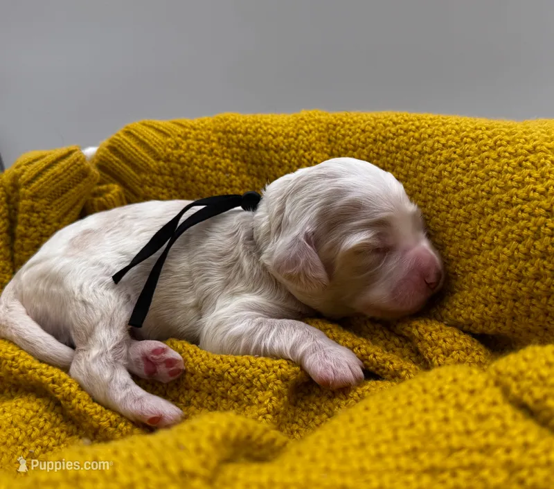 Violet – Cockapoo puppy for sale in Hickory, NC