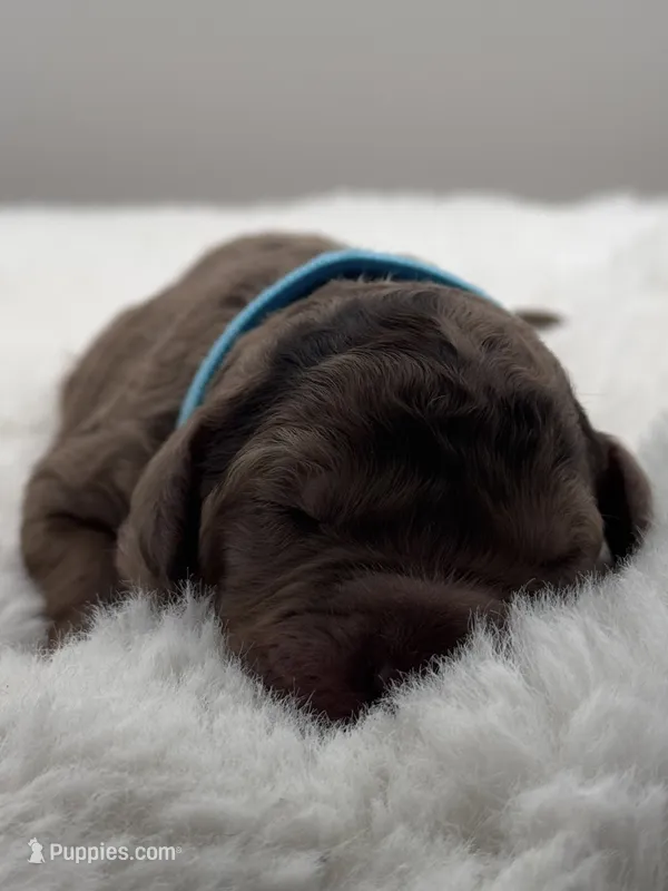 Raleigh  – Bernedoodle puppy for sale in Hickory, NC