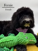 Fernie, a female Aussiedoodle and Bernedoodle for sale in Hickory, NC – 6 of 8