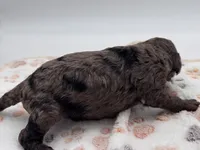 Nash, a male Bernedoodle for sale in Hickory, NC – 5 of 6
