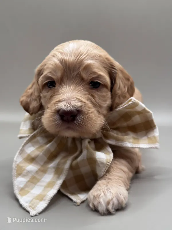 Jasper – Cockapoo puppy for sale in Hickory, NC