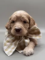 Jasper, a male Cockapoo for sale in Hickory, NC – 1 of 5