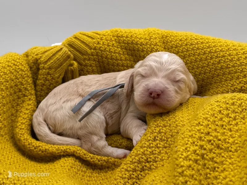 Henry – Cockapoo puppy for sale in Hickory, NC