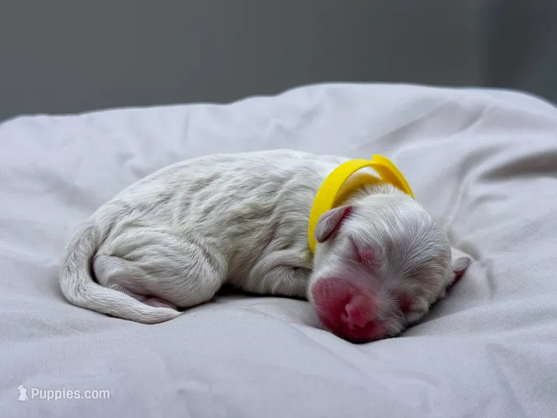Daisy – Cockapoo puppy for sale in Hickory, NC