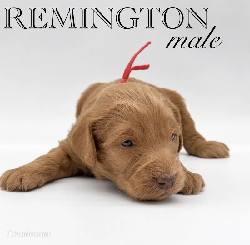 Remington  – Aussiedoodle puppy for sale in Hickory, NC