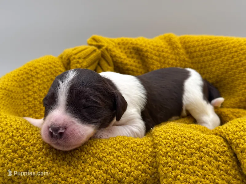 Maverick  – Aussiedoodle puppy for sale in Hickory, NC