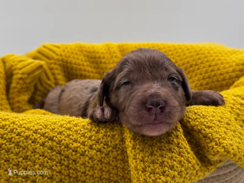 Oakley – Aussiedoodle puppy for sale in Hickory, NC