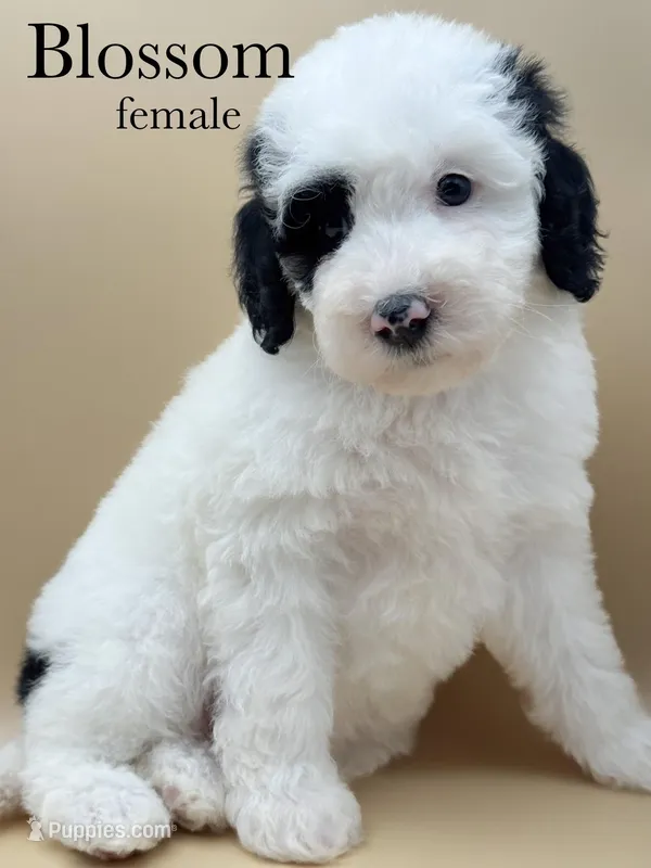 Blossom – Aussiedoodle, Bernedoodle puppy for sale in Hickory, NC