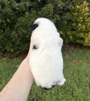 Blossom, a female Aussiedoodle and Bernedoodle for sale in Hickory, NC – Photo 2 of 2