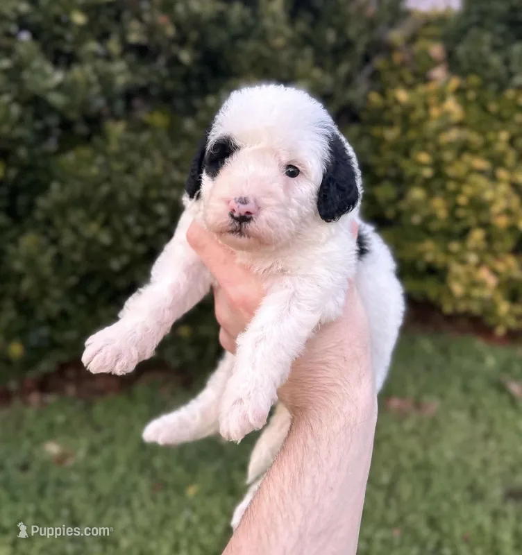 Blossom – Aussiedoodle, Bernedoodle puppy for sale in Hickory, NC