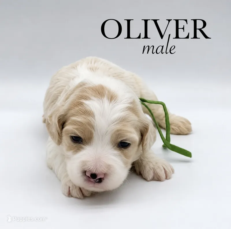 Oliver – Cockapoo puppy for sale in Hickory, NC
