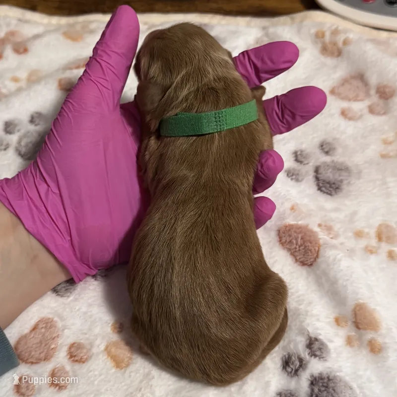 Remington  – Aussiedoodle puppy for sale in Hickory, NC