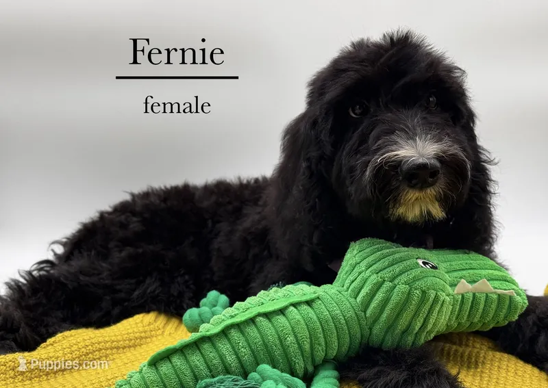 Fernie – Aussiedoodle, Bernedoodle puppy for sale in Hickory, NC