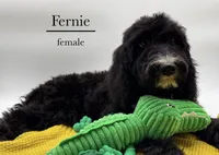 Fernie, a female Aussiedoodle and Bernedoodle for sale in Hickory, NC – 1 of 8