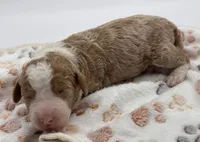Savannah, a female Bernedoodle for sale in Hickory, NC – 8 of 9