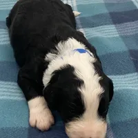 Tux, a male Bernedoodle for sale in Hickory, NC – Photo 1 of 2