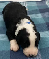 Tux, a male Bernedoodle for sale in Hickory, NC – Photo 1 of 2