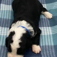 Tux, a male Bernedoodle for sale in Hickory, NC – Photo 2 of 2