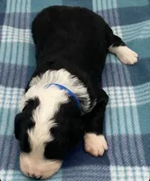 Tux, a male Bernedoodle for sale in Hickory, NC – Photo 2 of 2