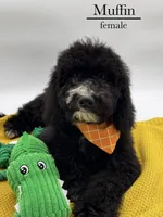 Muffin, a female Aussiedoodle and Bernedoodle for sale in Hickory, NC – 1 of 10
