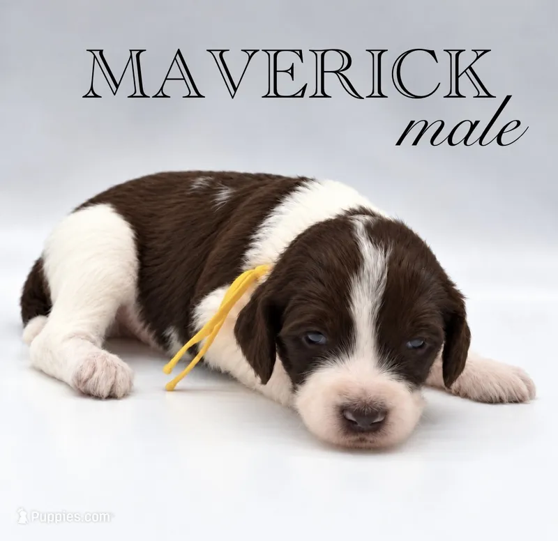 Maverick  – Aussiedoodle puppy for sale in Hickory, NC