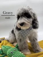 Gravy, a male Aussiedoodle and Bernedoodle for sale in Hickory, NC – 9 of 9