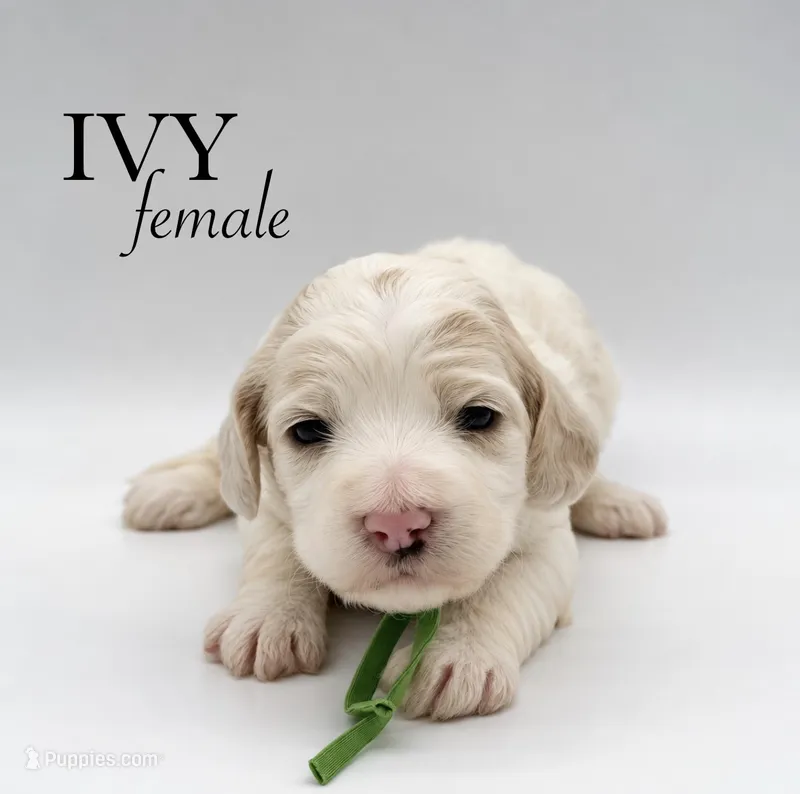 Ivy – Cockapoo puppy for sale in Hickory, NC