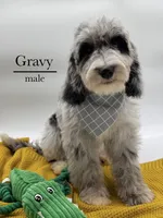 Gravy, a male Aussiedoodle and Bernedoodle for sale in Hickory, NC – 4 of 9