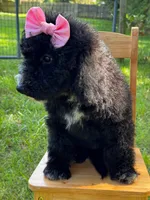Muffin, a female Aussiedoodle and Bernedoodle for sale in Hickory, NC – 4 of 6