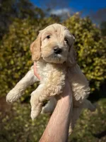 Twiggy, a male Cockapoo for sale in Hickory, NC – Photo 3 of 3