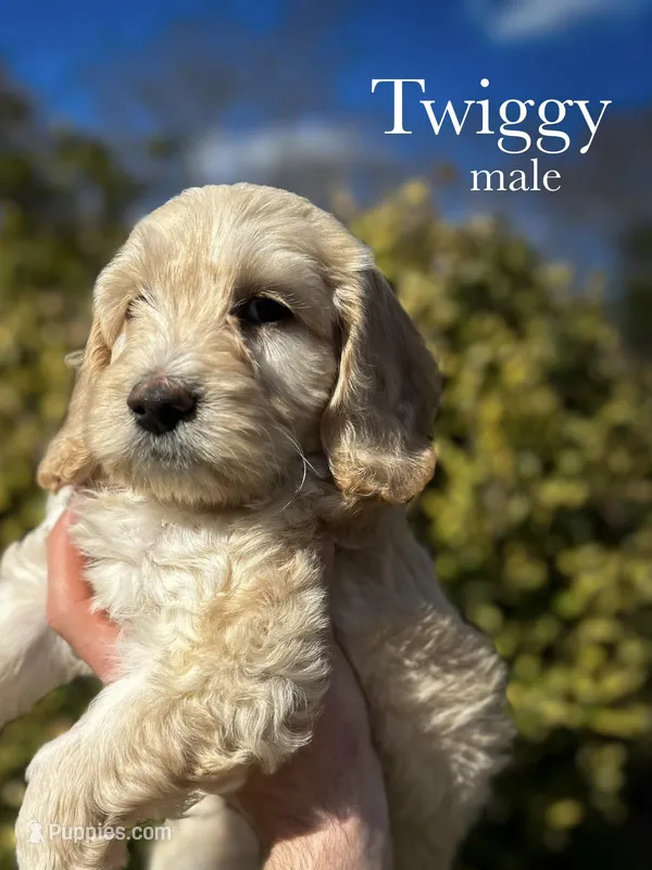 Twiggy – Cockapoo puppy for sale in Hickory, NC