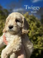 Twiggy, a male Cockapoo for sale in Hickory, NC – Photo 1 of 3