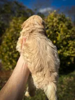 Twiggy, a male Cockapoo for sale in Hickory, NC – Photo 2 of 3