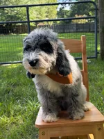 Gravy, a male Aussiedoodle and Bernedoodle for sale in Hickory, NC – 3 of 6