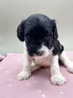 Iris, a female Cockapoo for sale in Hickory, NC – Photo 2 of 3