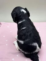 Iris, a female Cockapoo for sale in Hickory, NC – Photo 3 of 3