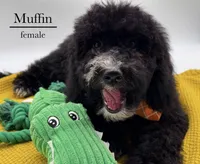 Muffin, a female Aussiedoodle and Bernedoodle for sale in Hickory, NC – 8 of 10