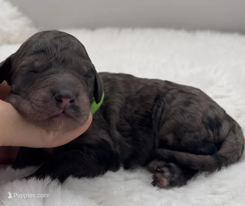 Nash – Bernedoodle puppy for sale in Hickory, NC