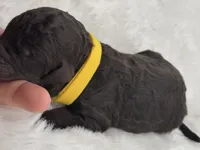 Beaufort , a male Bernedoodle for sale in Hickory, NC – 4 of 5