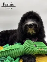Fernie, a female Aussiedoodle and Bernedoodle for sale in Hickory, NC – 2 of 8