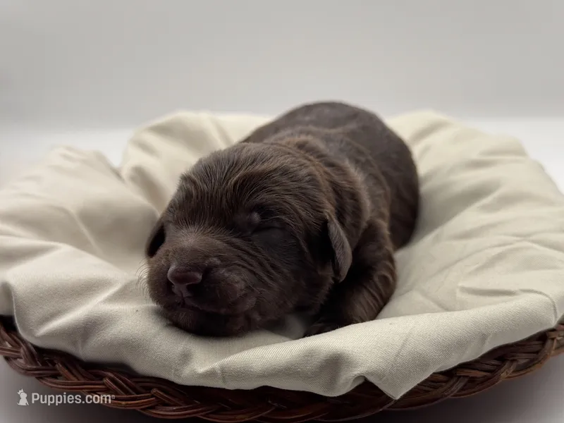 Colt – Aussiedoodle puppy for sale in Hickory, NC