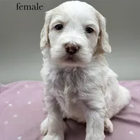 Bluebelle, a female Cockapoo for sale in Hickory, NC – Photo 2 of 6