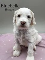 Bluebelle, a male Cockapoo for sale in Hickory, NC – Photo 2 of 6