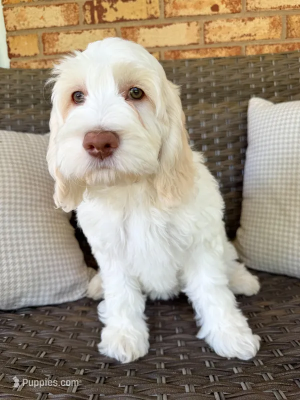 Bluebelle – Cockapoo puppy for sale in Hickory, NC