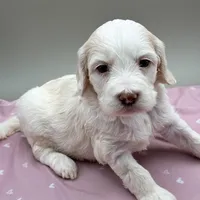 Bluebelle, a female Cockapoo for sale in Hickory, NC – Photo 1 of 6